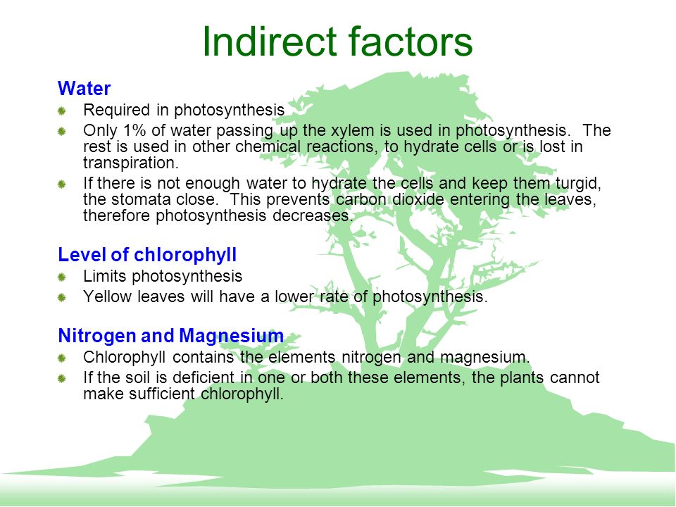 Effects of Plant Nutrient Deficiency